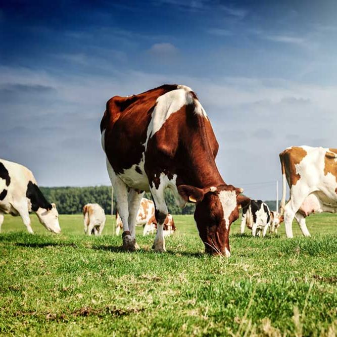 cows grazing on a grassy field 