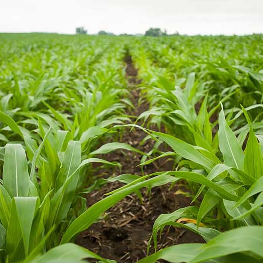 Rows of crops 