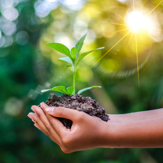 sprouting plant in a pile of soil 